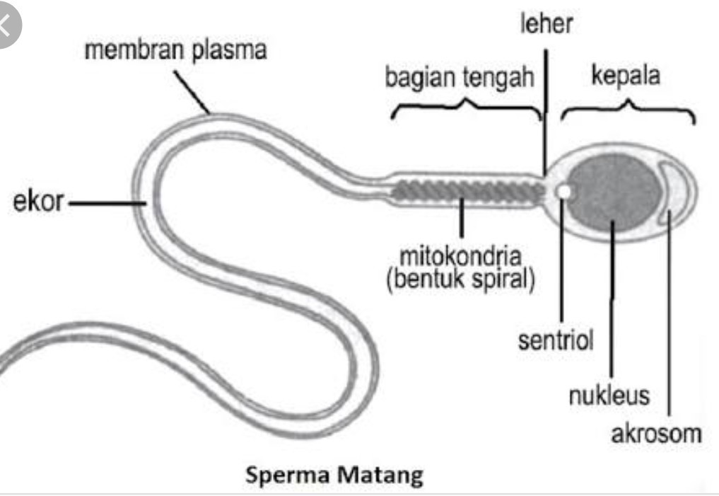 Detail Gambar Sel Sperma Nomer 13