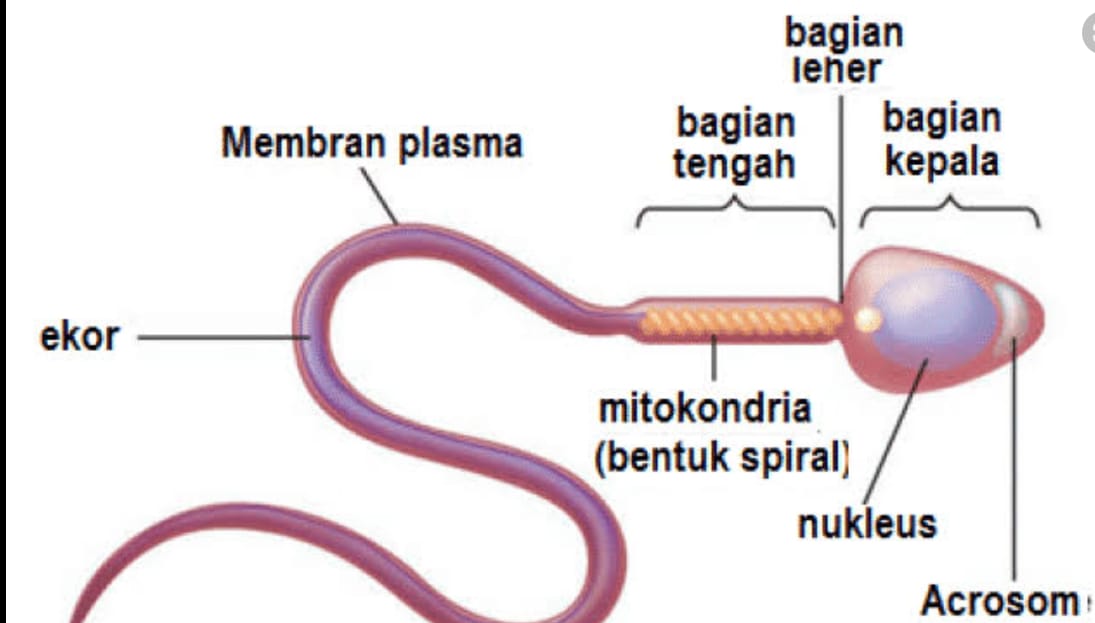Detail Gambar Sel Sperma Nomer 15