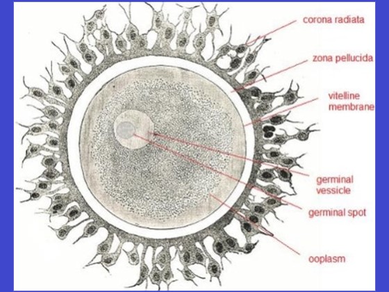 Detail Gambar Sel Telur Manusia Nomer 43