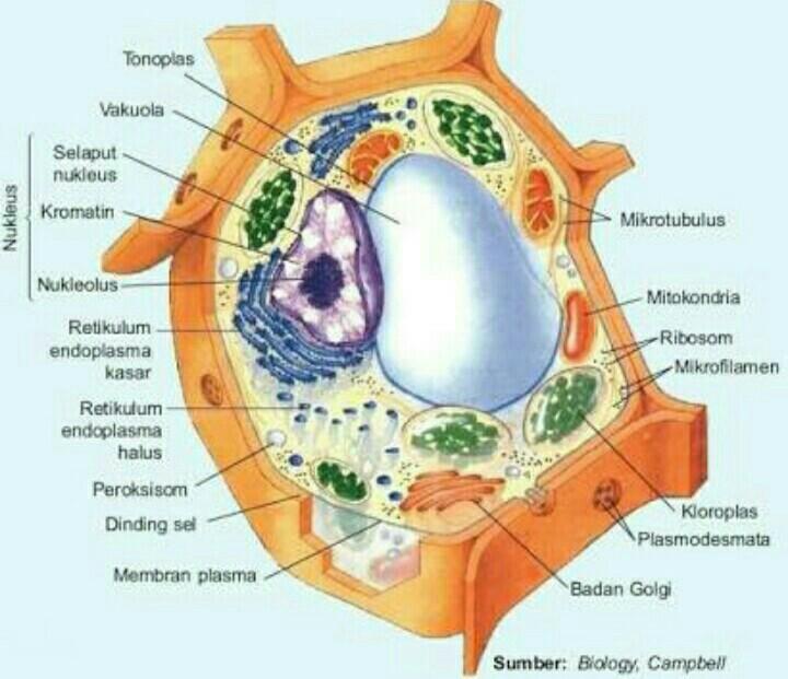 Detail Gambar Sel Tumbuhan Beserta Bagiannya Nomer 2