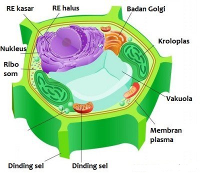 Detail Gambar Sel Tumbuhan Beserta Bagiannya Nomer 12