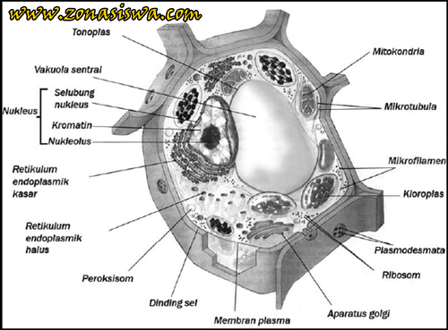 Detail Gambar Sel Tumbuhan Beserta Bagiannya Nomer 21