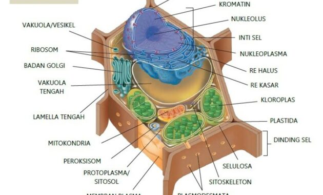 Detail Gambar Sel Tumbuhan Beserta Bagiannya Nomer 23