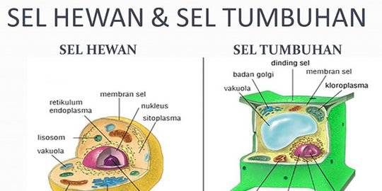 Detail Gambar Sel Tumbuhan Beserta Bagiannya Nomer 47