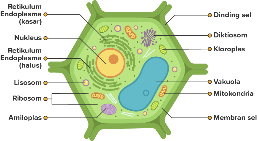Detail Gambar Sel Tumbuhan Beserta Keterangan Nomer 10