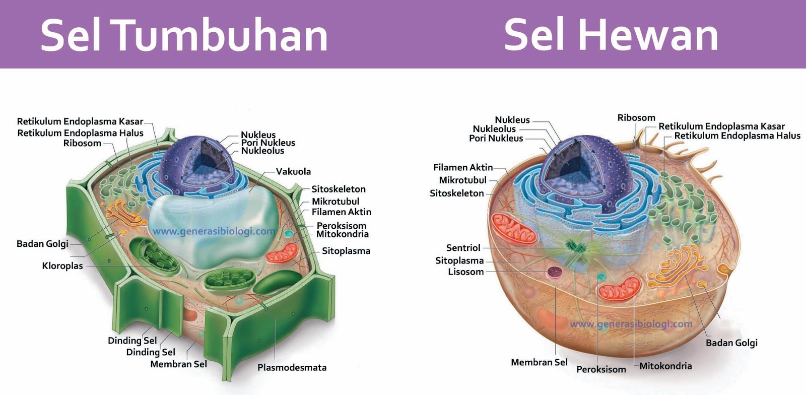 Detail Gambar Sel Tumbuhan Beserta Keterangan Nomer 49