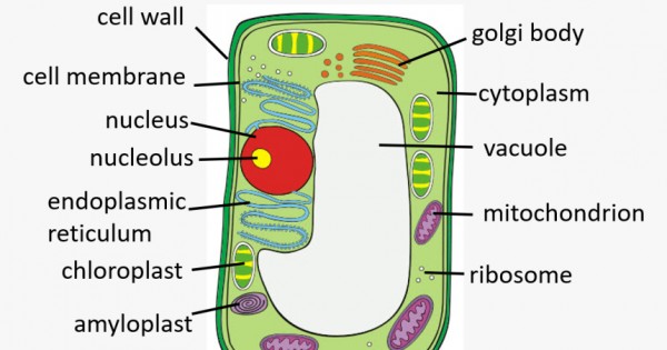 Detail Gambar Sel Tumbuhan Beserta Namanya Nomer 14