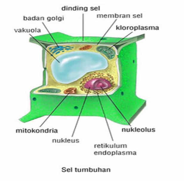 Download Gambar Sel Tumbuhan Beserta Namanya Nomer 22