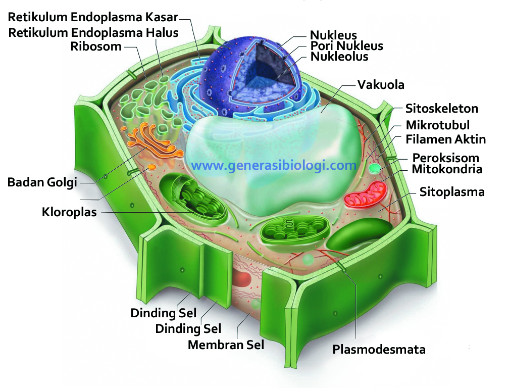 Detail Gambar Sel Tumbuhan Beserta Namanya Nomer 34