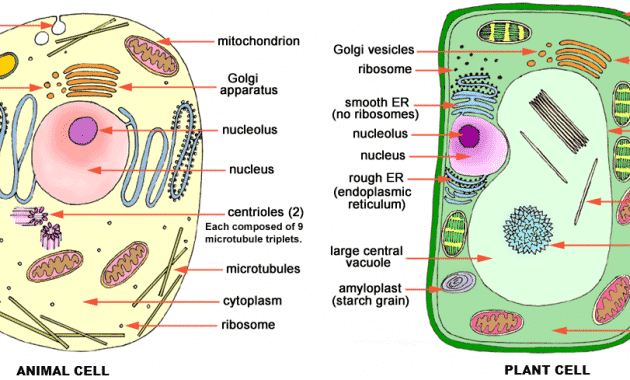Detail Gambar Sel Tumbuhan Beserta Namanya Nomer 40