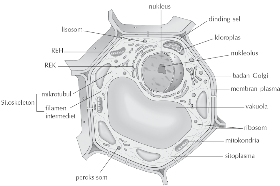 Detail Gambar Sel Tumbuhan Beserta Namanya Nomer 6