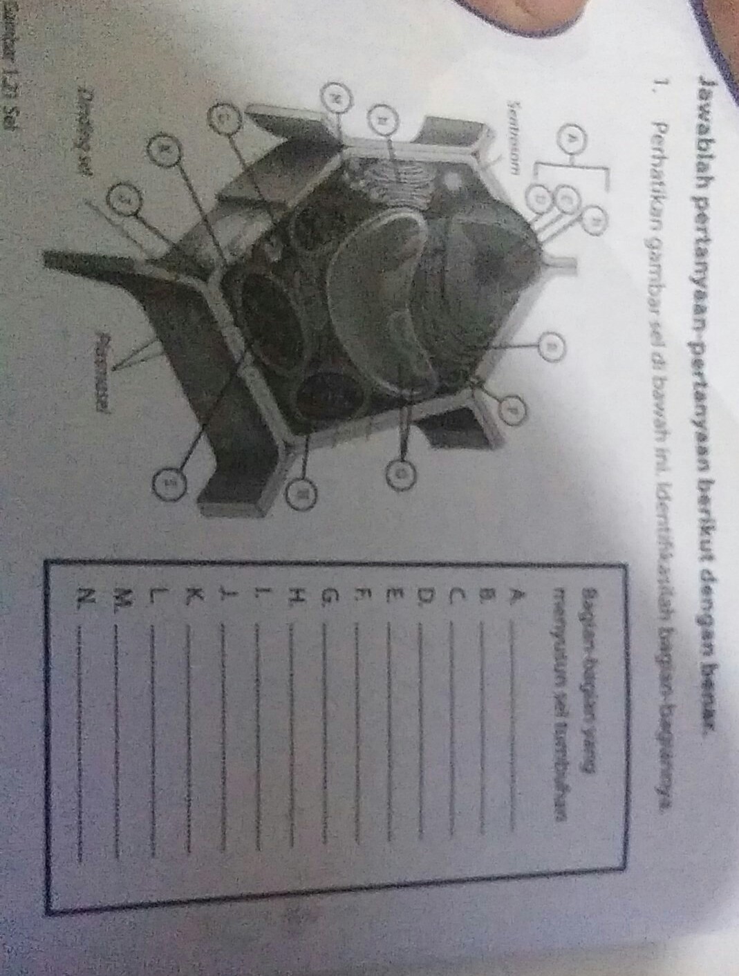 Detail Gambar Sel Tumbuhan Beserta Namanya Nomer 44