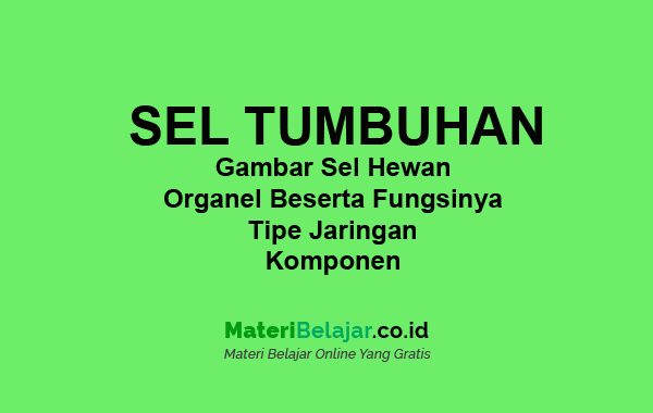 Detail Gambar Sel Tumbuhan Beserta Namanya Nomer 50