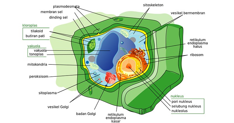 Detail Gambar Sel Tumbuhan Dan Fungsinya Nomer 2