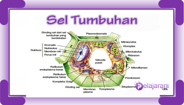 Detail Gambar Sel Tumbuhan Dan Fungsinya Nomer 20