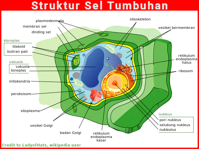 Detail Gambar Sel Tumbuhan Dan Fungsinya Nomer 29