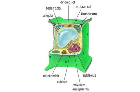 Detail Gambar Sel Tumbuhan Dan Fungsinya Nomer 39