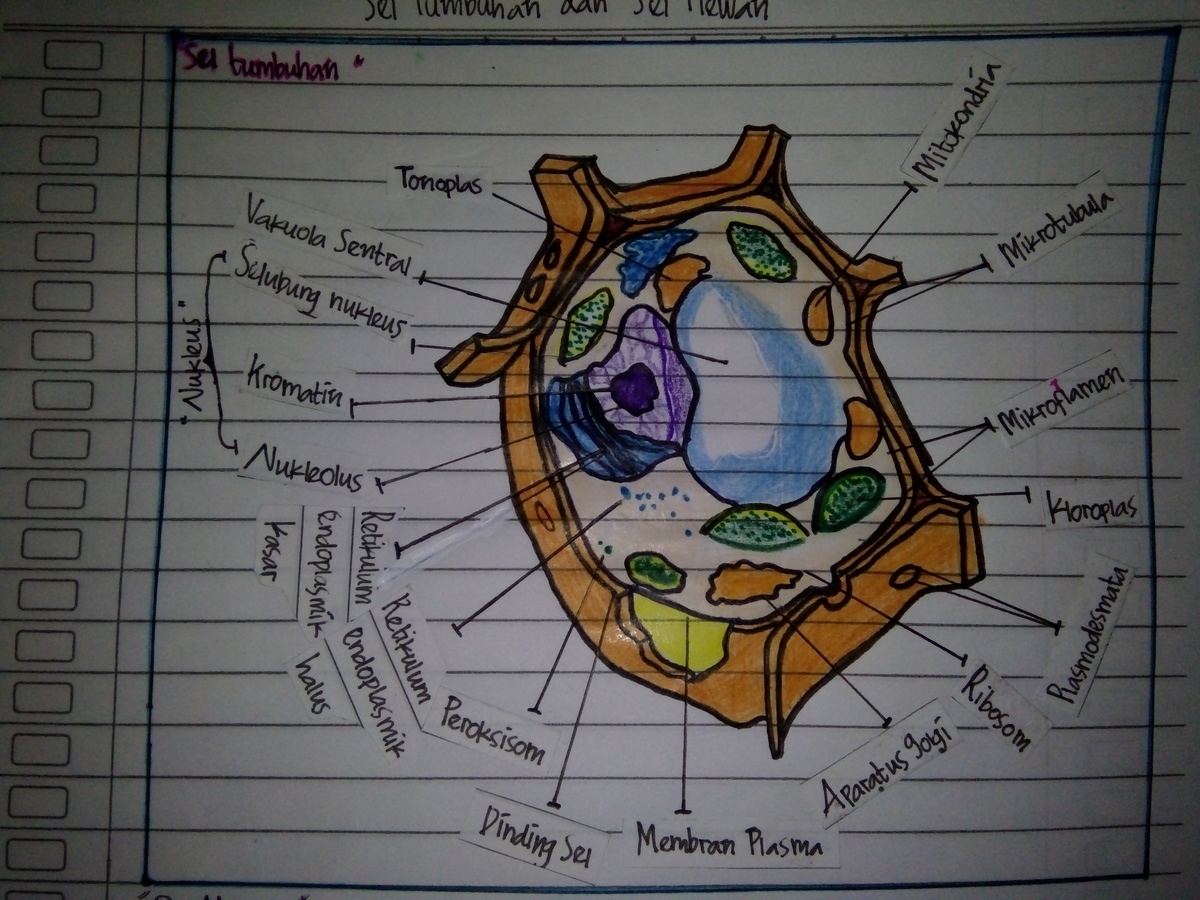 Detail Gambar Sel Tumbuhan Dan Fungsinya Nomer 40