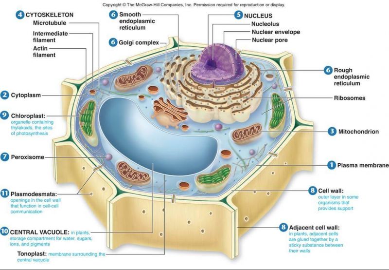 Detail Gambar Sel Tumbuhan Dan Fungsinya Nomer 5