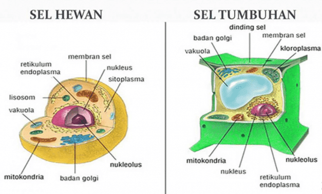 Detail Gambar Sel Tumbuhan Dan Hewan Beserta Keterangannya Nomer 2