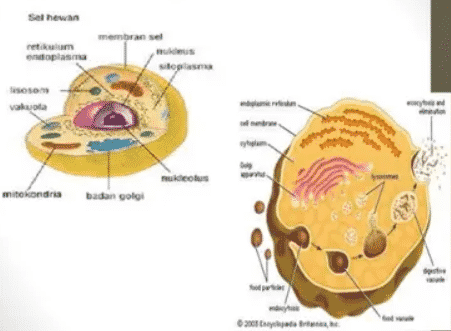 Detail Gambar Sel Tumbuhan Dan Hewan Beserta Keterangannya Nomer 37