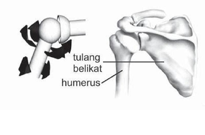 Detail Gambar Sendi Putar Nomer 48