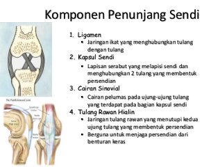 Gambar Sendi Untuk Power Point - KibrisPDR