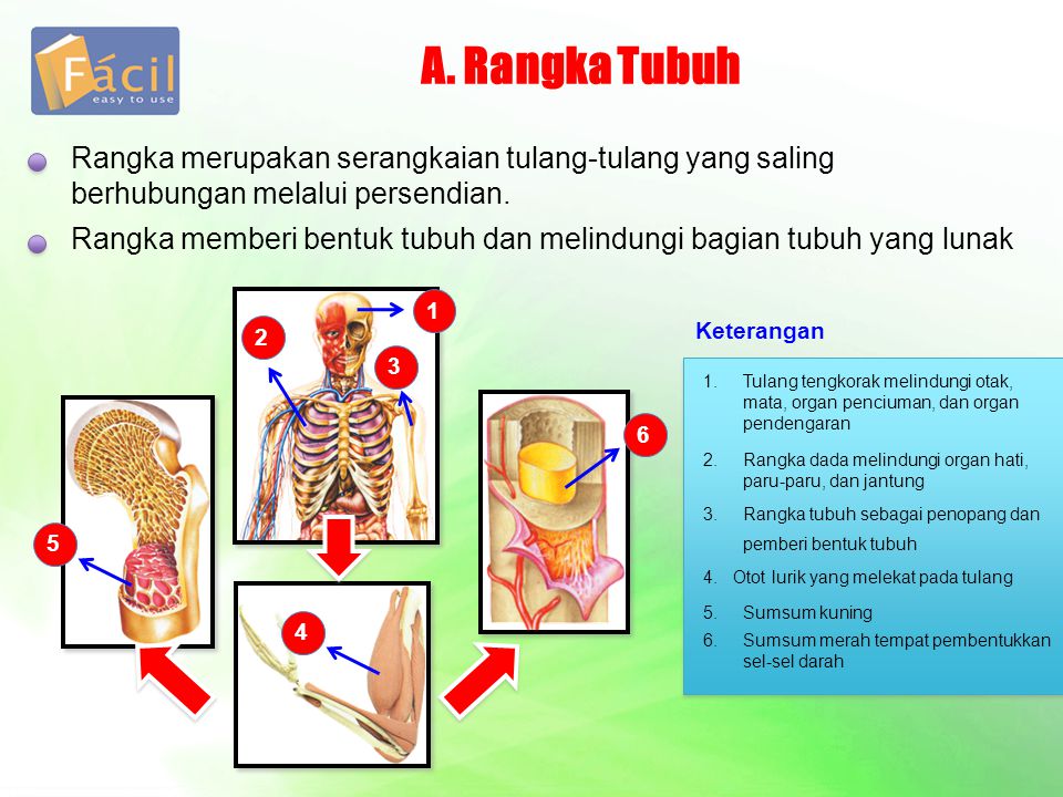 Detail Gambar Sendi Untuk Power Point Nomer 15