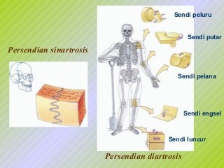 Detail Gambar Sendi Untuk Power Point Nomer 18