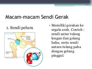 Detail Gambar Sendi Untuk Power Point Nomer 3