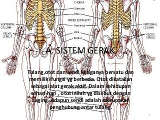 Detail Gambar Sendi Untuk Power Point Nomer 28