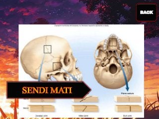 Detail Gambar Sendi Untuk Power Point Nomer 5