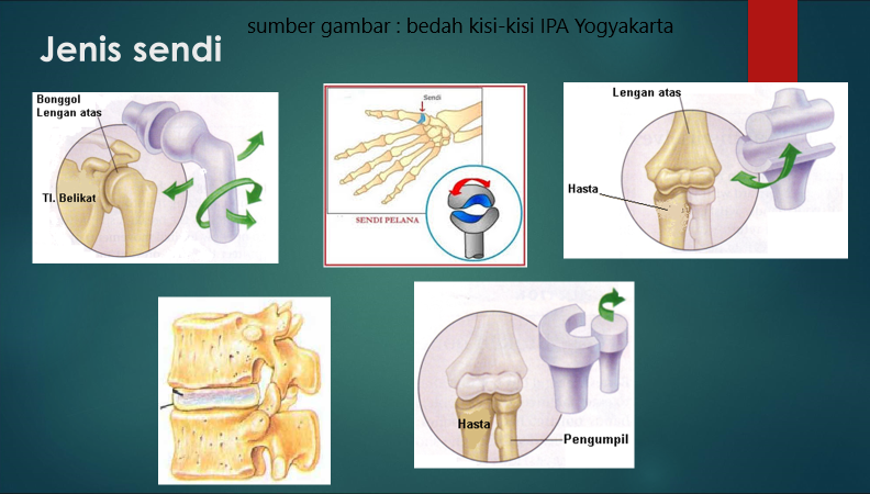 Detail Gambar Sendi Untuk Power Point Nomer 6
