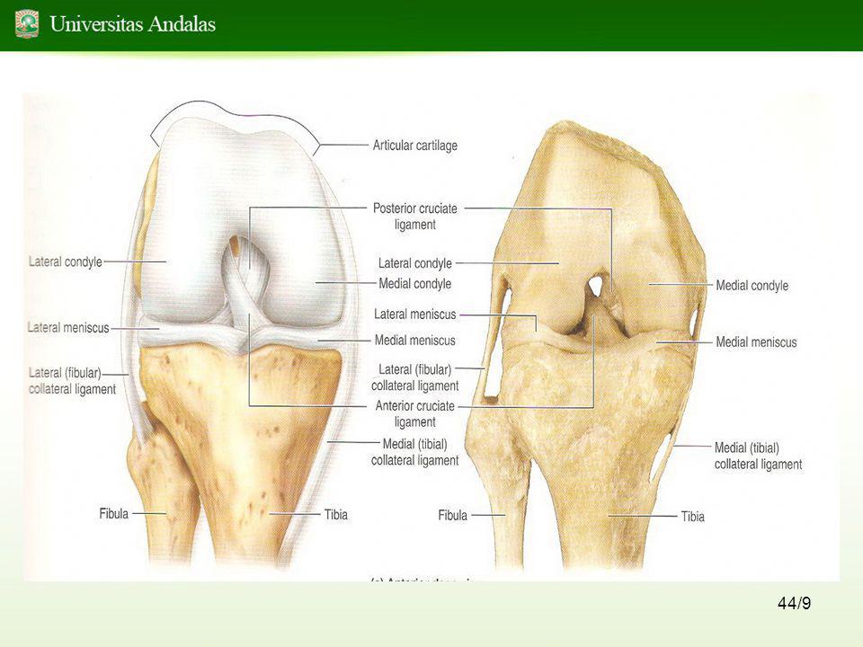 Detail Gambar Sendi Untuk Power Point Nomer 43