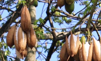 Detail Gambar Serat Alam Dari Buah Kelapa Nomer 12