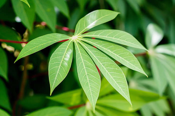 Detail Gambar Serat Daun Cassava Nomer 9