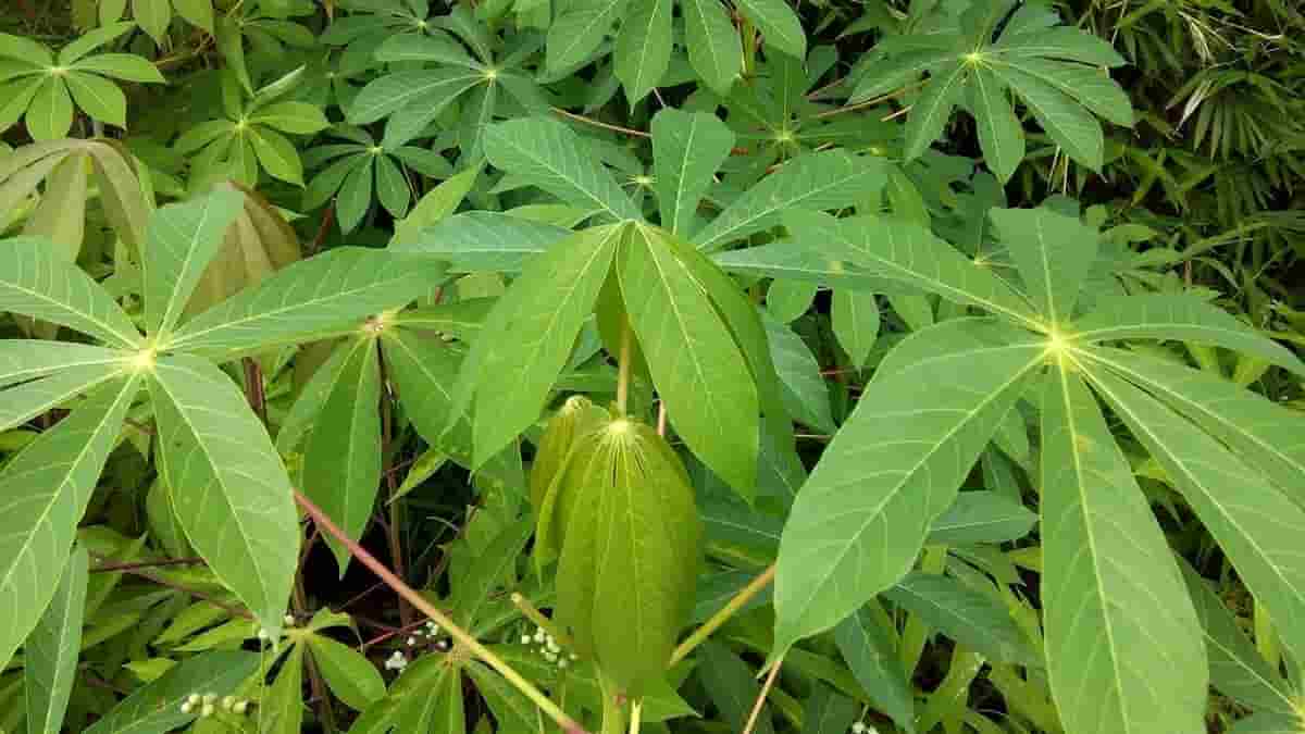 Detail Gambar Serat Daun Cassava Nomer 12
