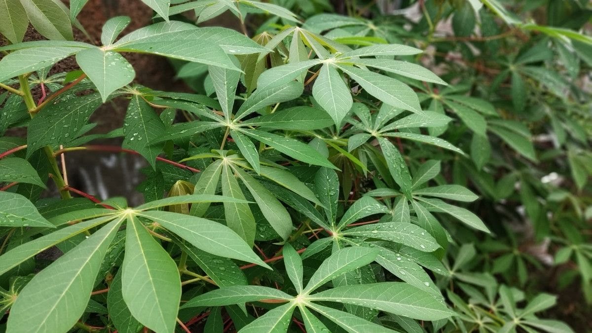 Detail Gambar Serat Daun Cassava Nomer 13