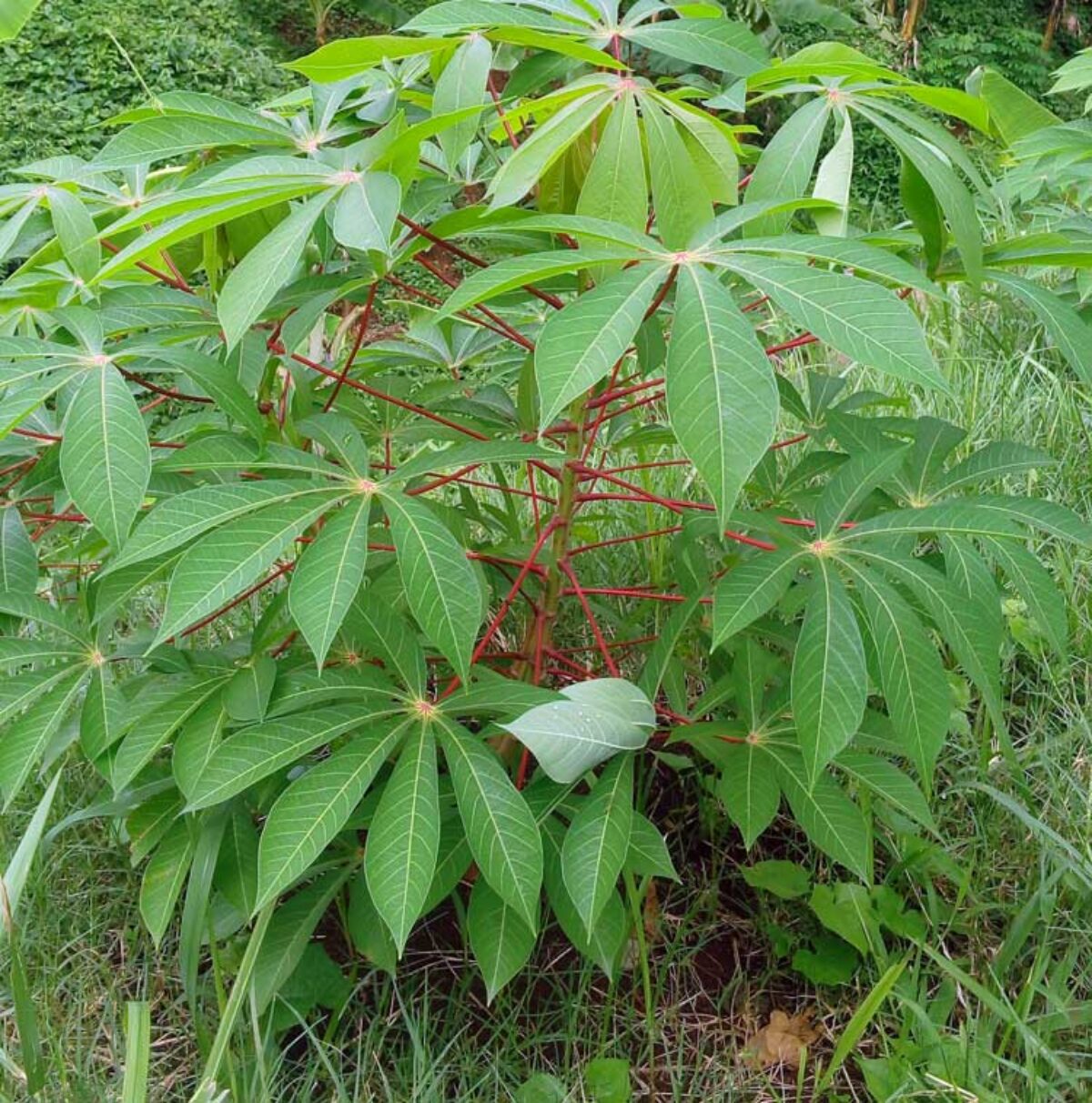 Detail Gambar Serat Daun Cassava Nomer 14