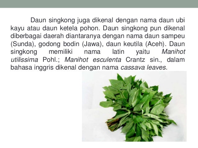 Detail Gambar Serat Daun Cassava Nomer 28