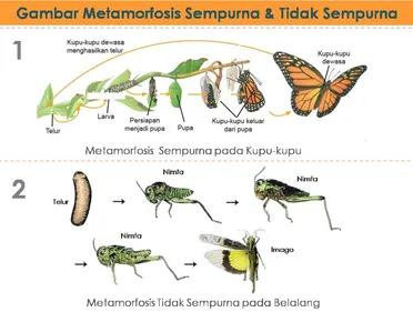 Detail Gambar Siklus Hidup Kecoa Beserta Pengertiannay Nomer 33