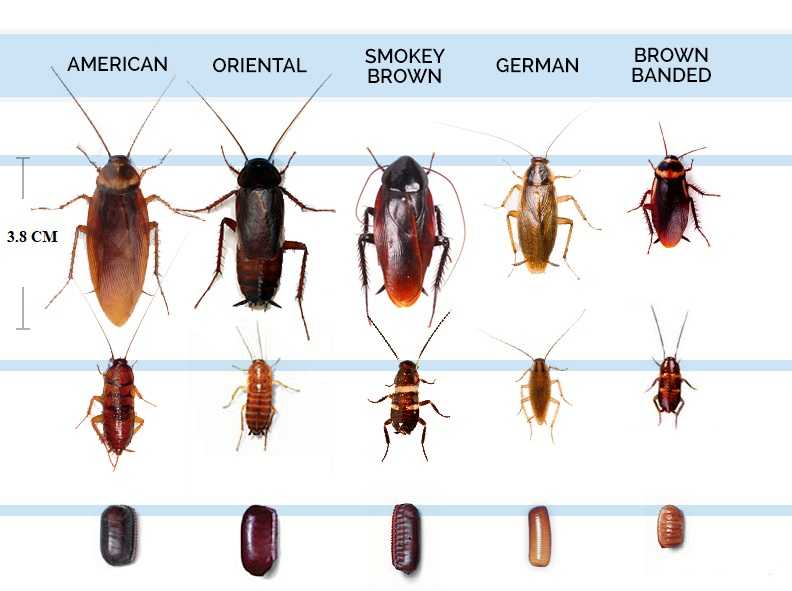 Detail Gambar Siklus Hidup Kecoa Beserta Pengertiannya Nomer 28