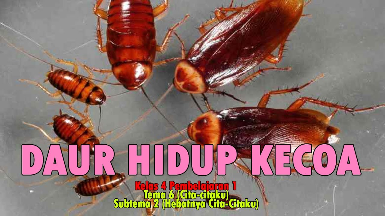 Detail Gambar Siklus Hidup Kecoa Beserta Pengertiannya Nomer 35