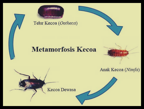 Detail Gambar Siklus Hidup Kecoa Beserta Pengertiannya Nomer 38