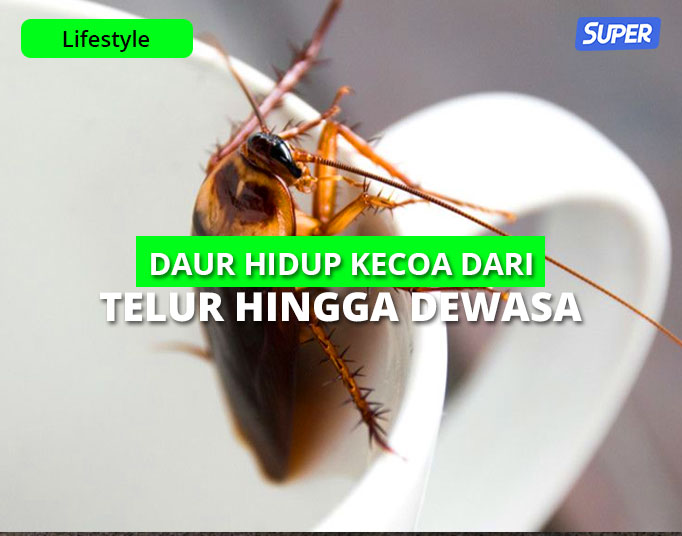 Detail Gambar Siklus Hidup Kecoa Beserta Pengertiannya Nomer 55