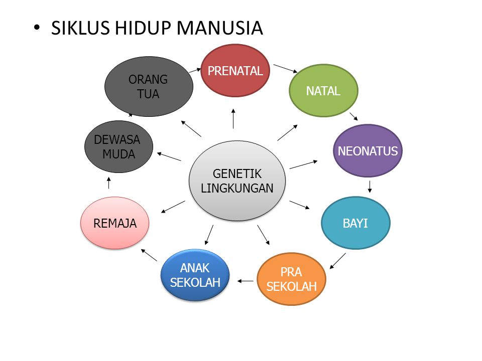 Detail Gambar Siklus Janin Manusia Nomer 12