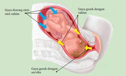 Detail Gambar Siklus Janin Manusia Nomer 14