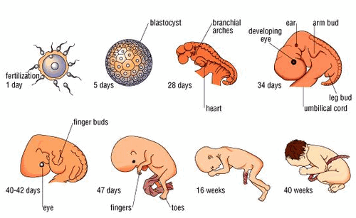 Detail Gambar Siklus Janin Manusia Nomer 4