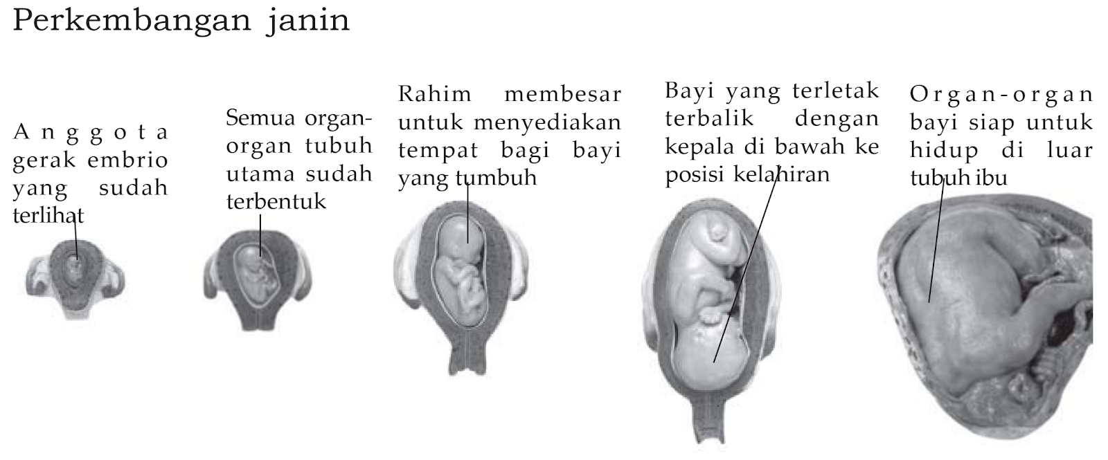 Detail Gambar Siklus Janin Manusia Nomer 36