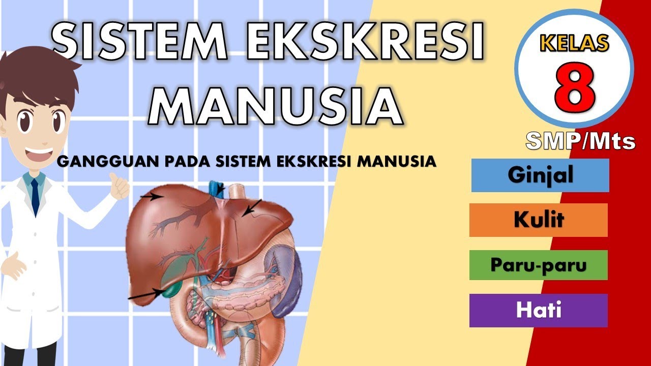 Detail Gambar Sistem Ekskresi Manusia Nomer 16